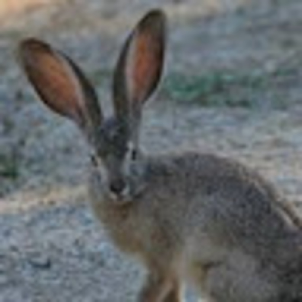 Meet your Posher, Jumping